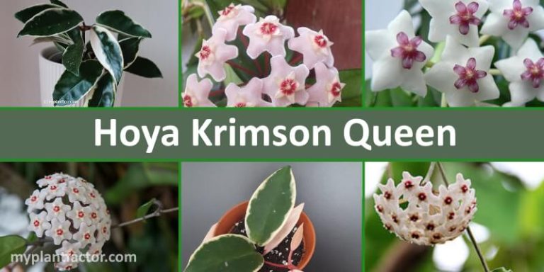 hoya krimson queen