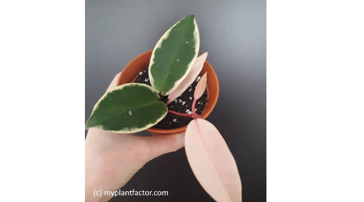 hoya plant variegated leaves