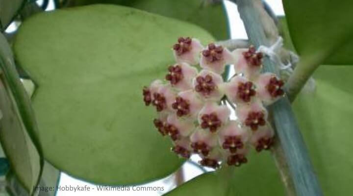 heart shaped leaf and waxplant flowers
