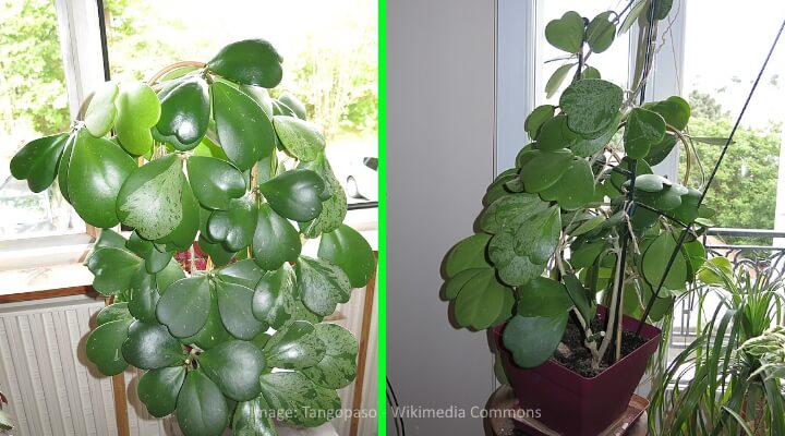 hoya heart plant propagation