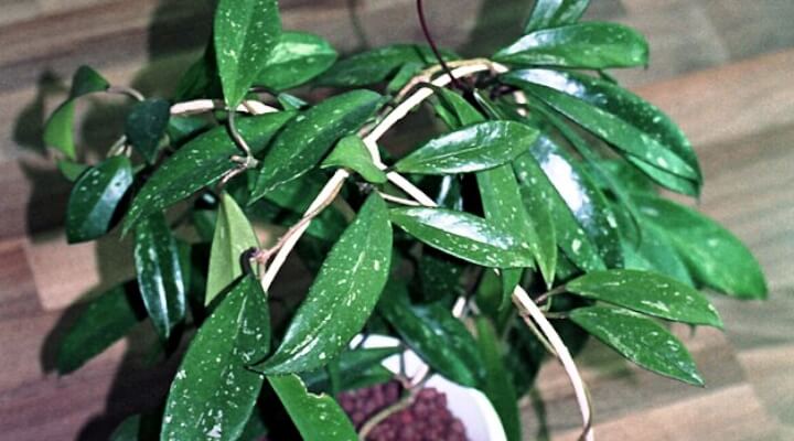 popular type of hoya plant - pubicalyx iwth sword-shaped leaves and silver speckles