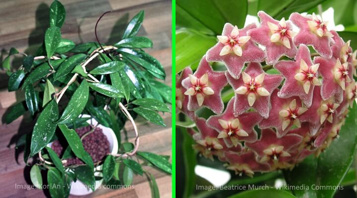 Hoya species identification