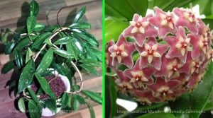 wax flowers and leaves