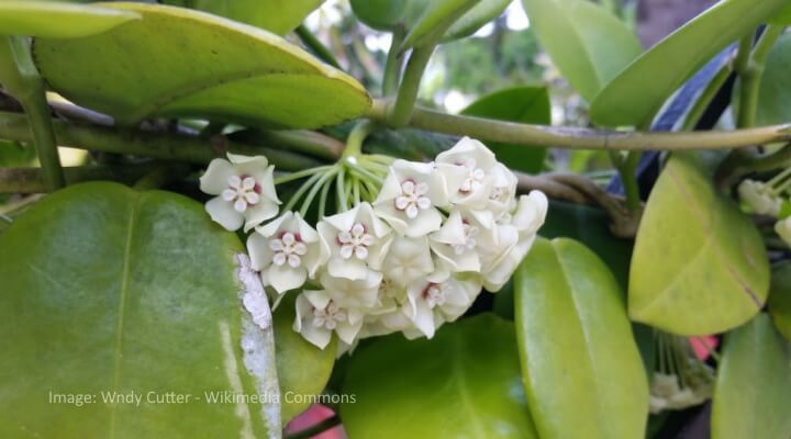Hoya australis thick green leaves with white star-shaped flowers — types of hoyas example