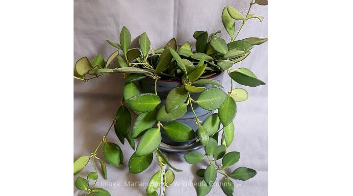 Hoya leaves guide