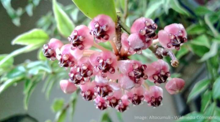 hoya flowers brevialata Hoya with clusters of fuzzy pink star-shaped blooms