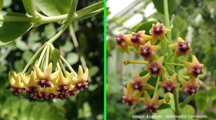 stunning type of yellow hoya - Cumingiana yellow flowers