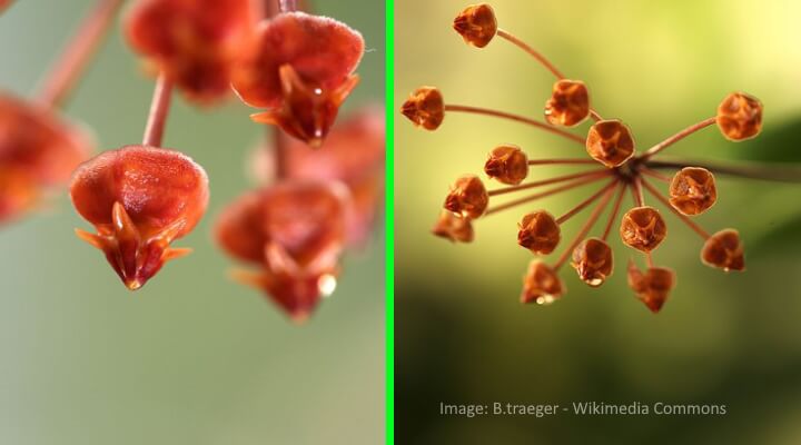 Beautiful Hoya red-flowering variety - Loheri Flowers