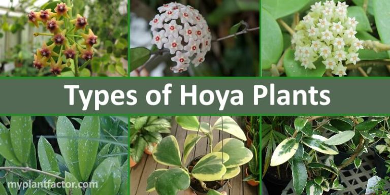 hoya types