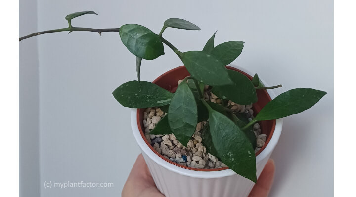 myplantfactor hoya variety rebecca