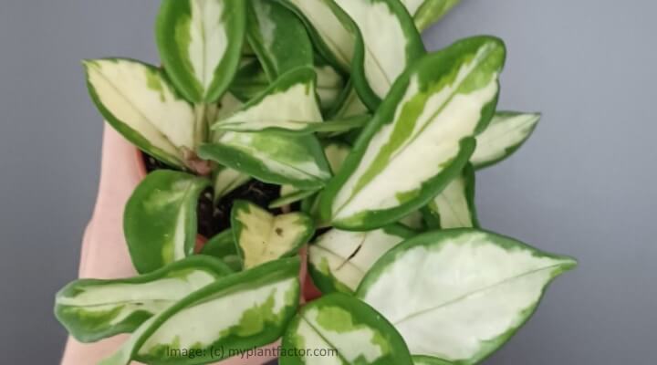 hoya carnosa princess
