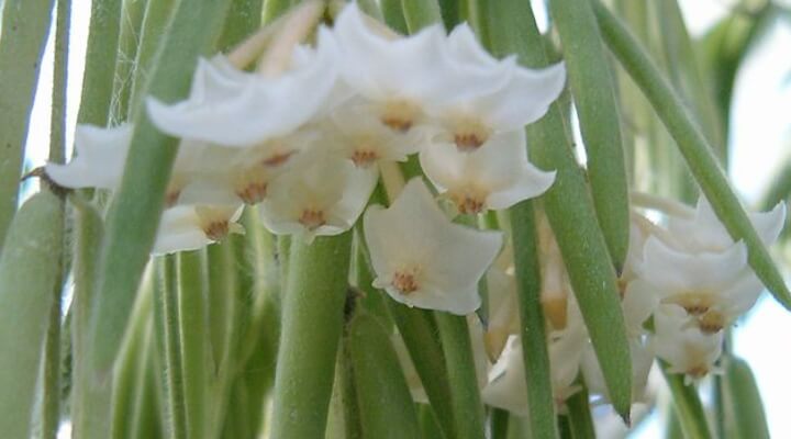 variety of hoya linearis