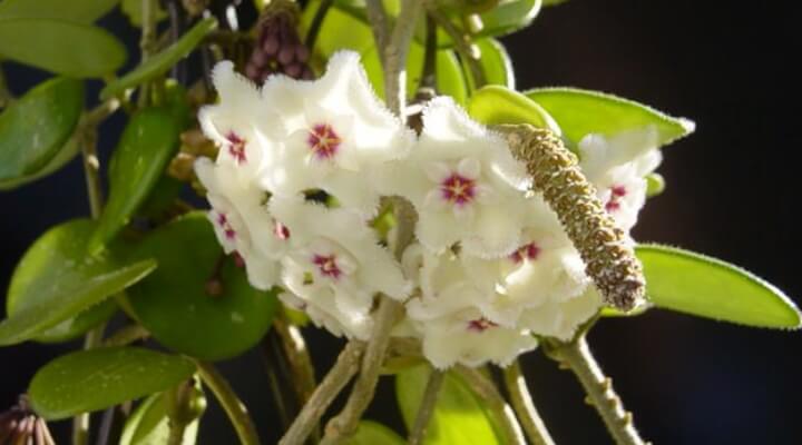 type of flowering hoya mathilde