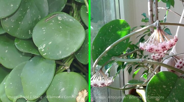 hoya obovata