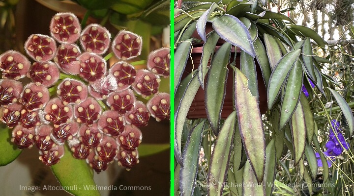 hoya type wayetii
