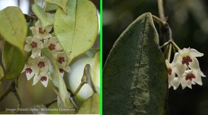 hoya leaf identification challenges
