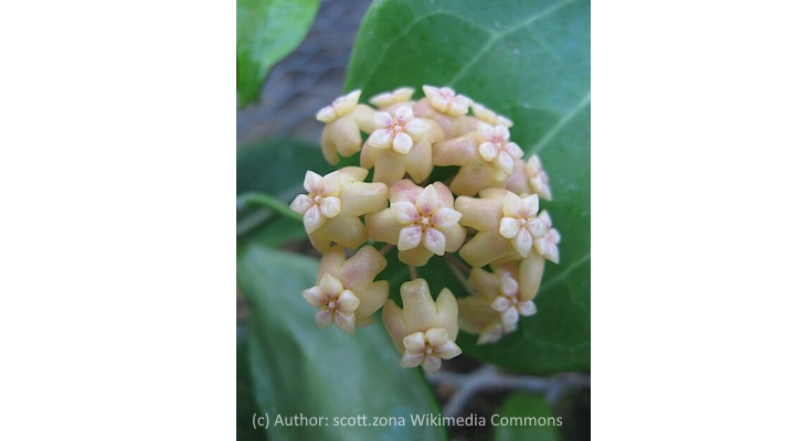 Hoya nicholsoniae yellow star-shaped flowers with pink centers