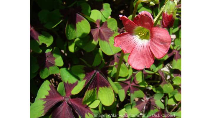 Oxalis Iron Cross plant with four-leaf green foliage and deep purple centers