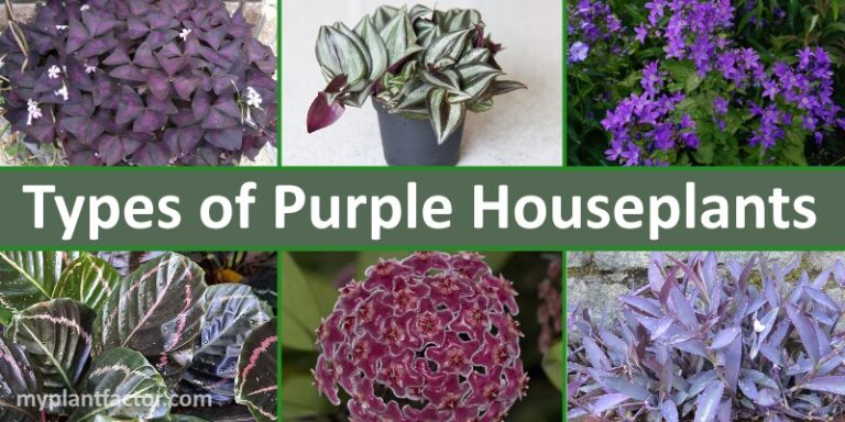 purple houseplants myplantfactor