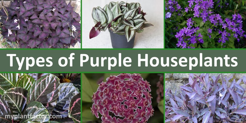 purple houseplants myplantfactor