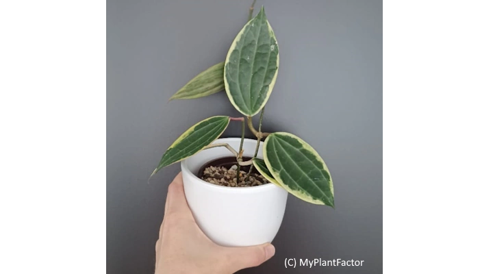 Hoya macrophylla with green leaves edged in cream variegation in white pot
