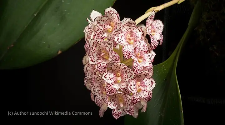 Unusual Hoya plants sarawak cluster of speckled pink and white star-shaped flowers