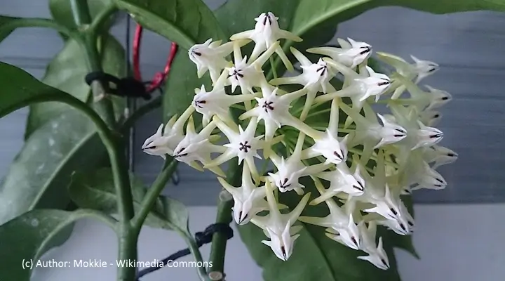 Hoya multiflora shooting star white star-shaped flowers with deep purple centers