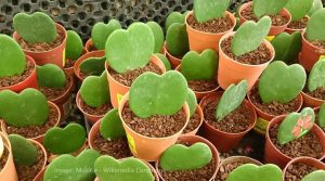 hoya heart plant