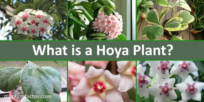 what is a hoya plant