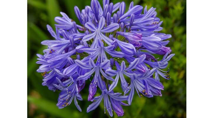 Umbrella-shaped clusters of blue and purple Lily of the Nile flowers atop tall, slender stalks.