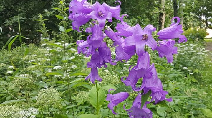 Bellflower blooms in rich blue and purple hues growing in a shaded garden.