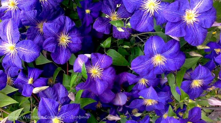 Star-shaped Clematis flowers in soft lavender climbing a wooden trellis.