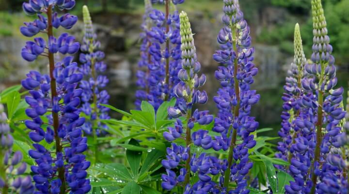 Towering spires of Delphinium flowers in vibrant blue and indigo shades with white centers