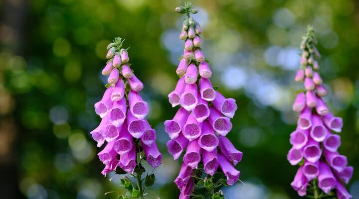 pink and purple digitalis