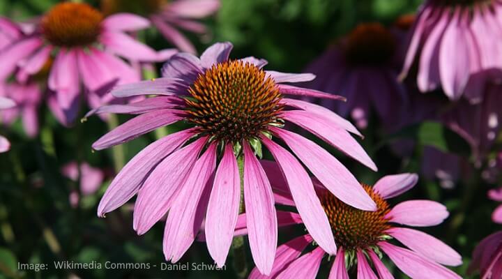 purple and pink flowers