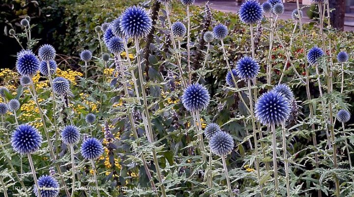 Close-up of Blue Glow Globe Thistle flowers with metallic-blue spherical blooms against dark green foliage