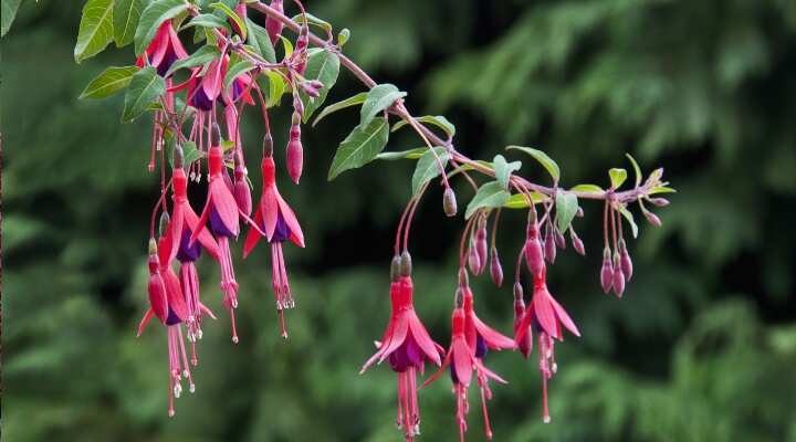 stunning pink and purple flowers on a shrub