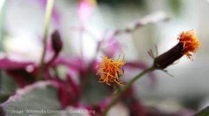 purple passion plant flowers