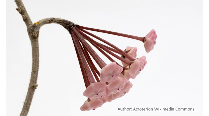 Unopened pink flower buds on a Hoya Krimson Princess peduncle, showing early bloom stage and long stems