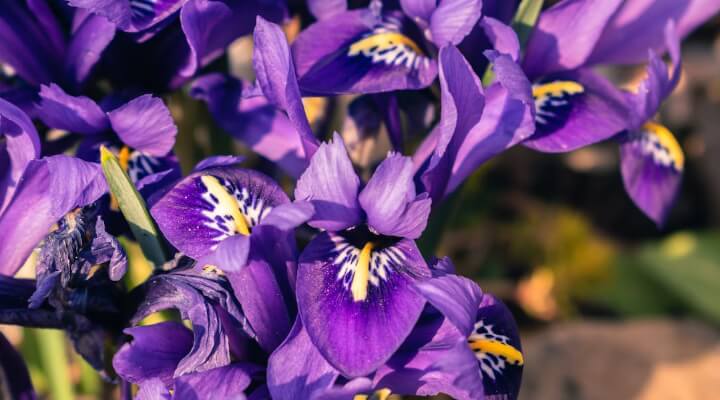 Dwarf Iris Iris reticulata with deep purple petals and bright yellow signal, early spring flower for containers