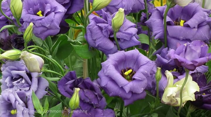 Lisianthus blooms with ruffled purple and petals in a garden