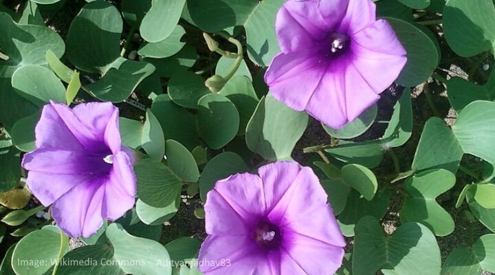 Deep purple morning glory vines climbing a wooden trellis