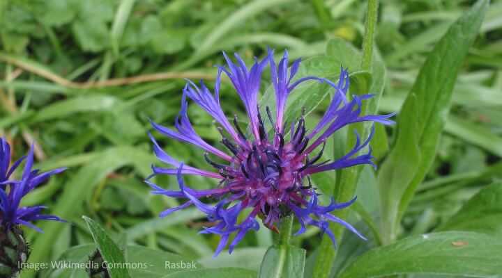 blue and purple cornflowers are some of the most dramatic flowers in a wild garden