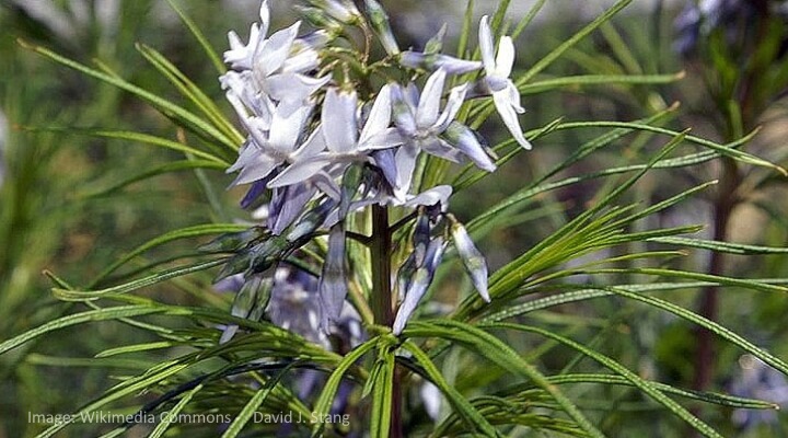 Clusters of pale blue, star-shaped Narrow-Leaf Blue Star flowers with feathery green foliage.