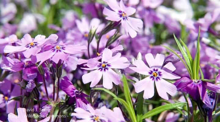 pink and purple blooms