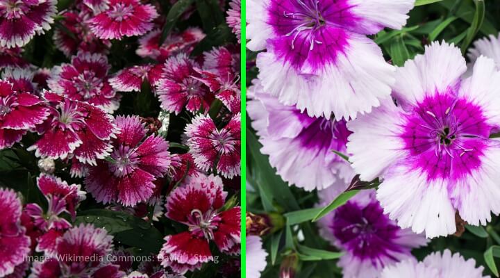 pink and purple flowering dianthus