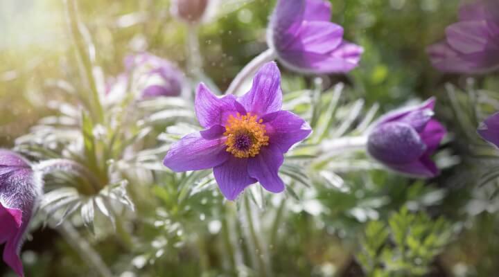 Pasque Flower Pulsatilla showing fuzzy purple petals and golden center, bee-friendly spring perennial