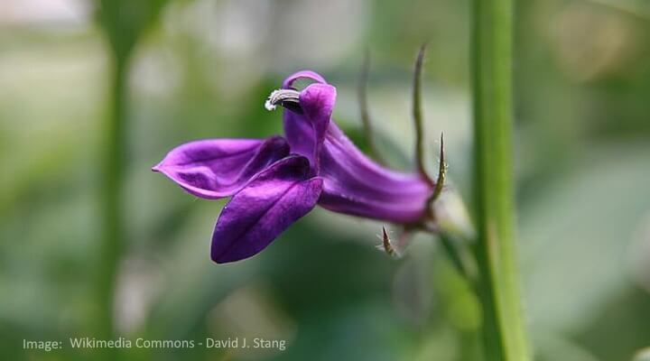 Purple cardinal flower growing near a backyard pond