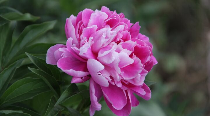 pink and purple peonies flowers blooms
