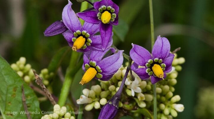 Bittersweet Nightshade Solanum dulcamara with small purple flowers and yellow stamens, toxic climbing plant